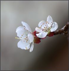 Im Garten blühn schon die Marillen...