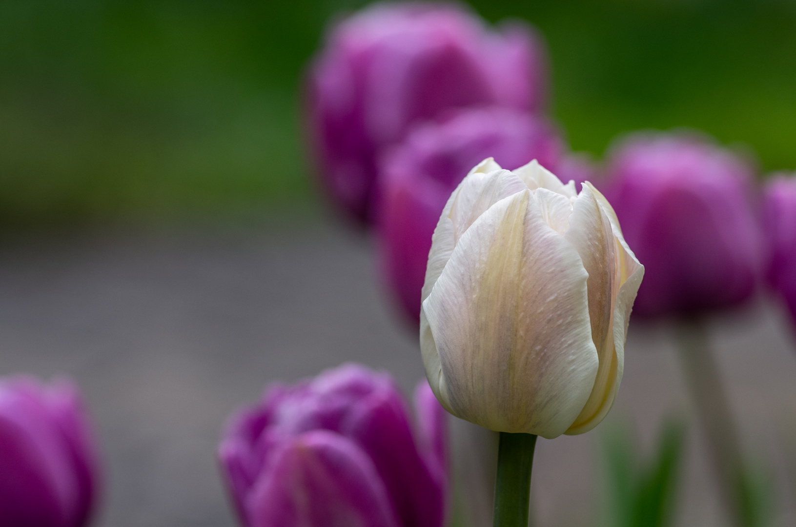 Im Garten blüht es - trotz der Kälte