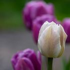 Im Garten blüht es - trotz der Kälte