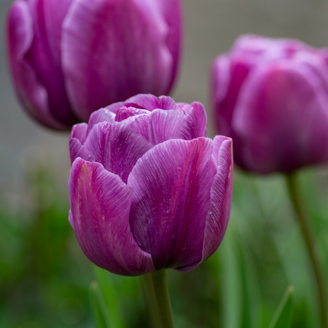 Im Garten blüht es - trotz der Kälte