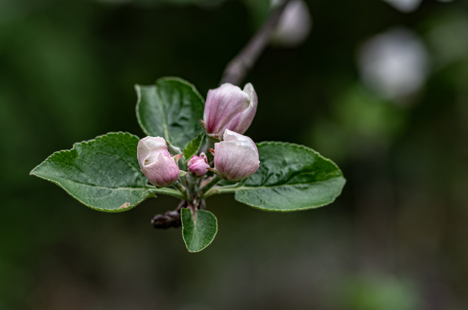 Im Garten blüht es - trotz der Kälte