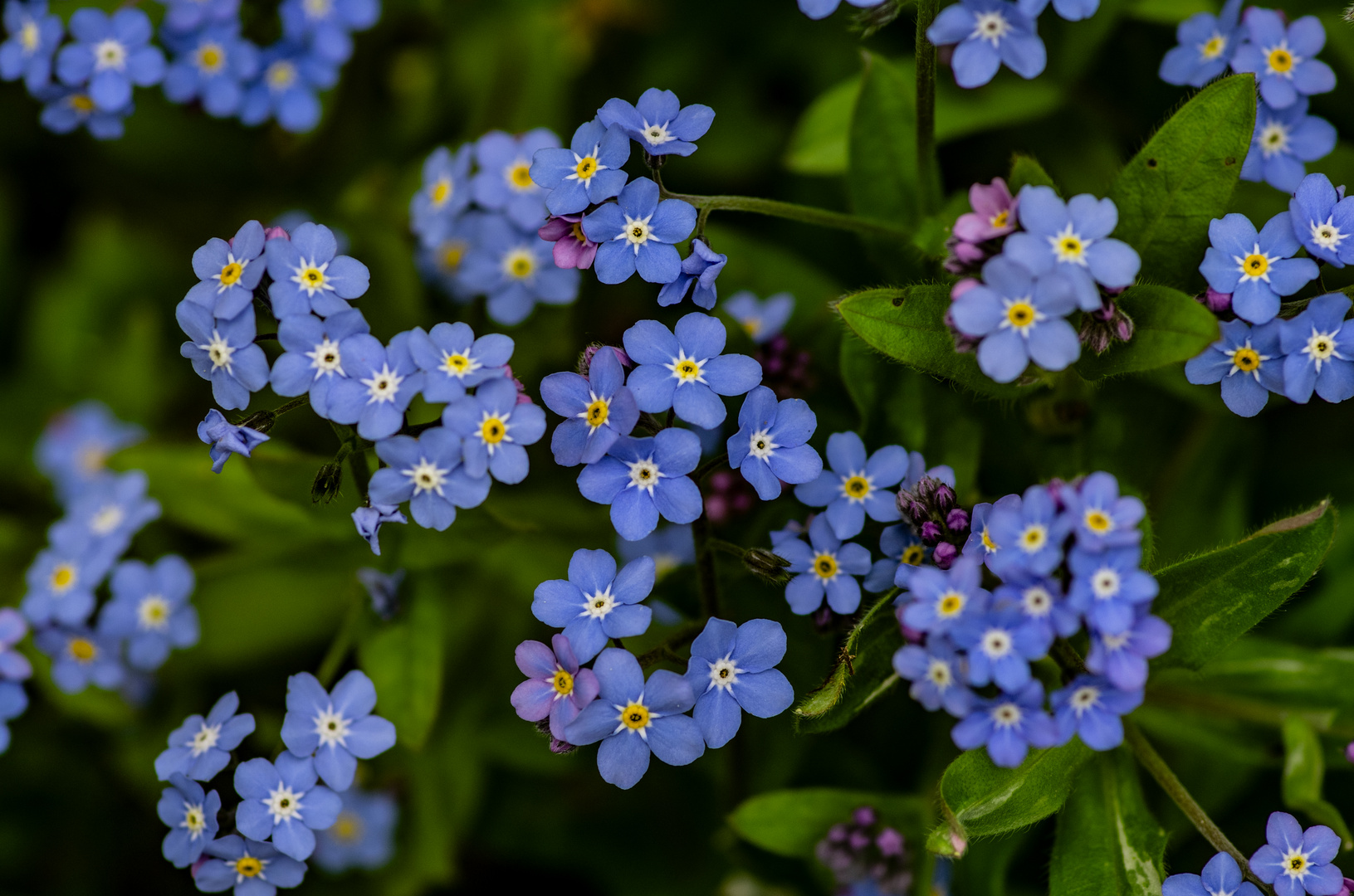 Im Garten blüht es - trotz der Kälte