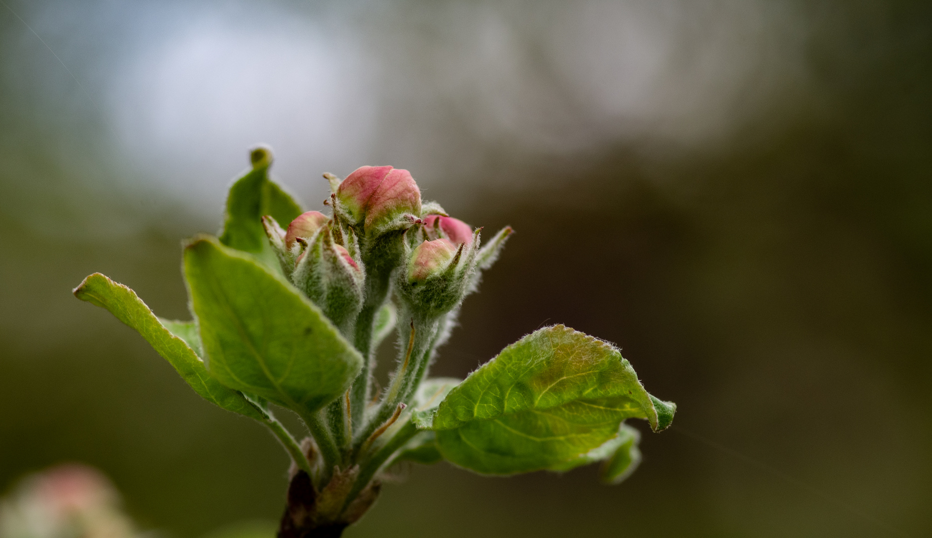 Im Garten blüht es - trotz der Kälte