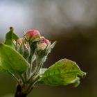 Im Garten blüht es - trotz der Kälte