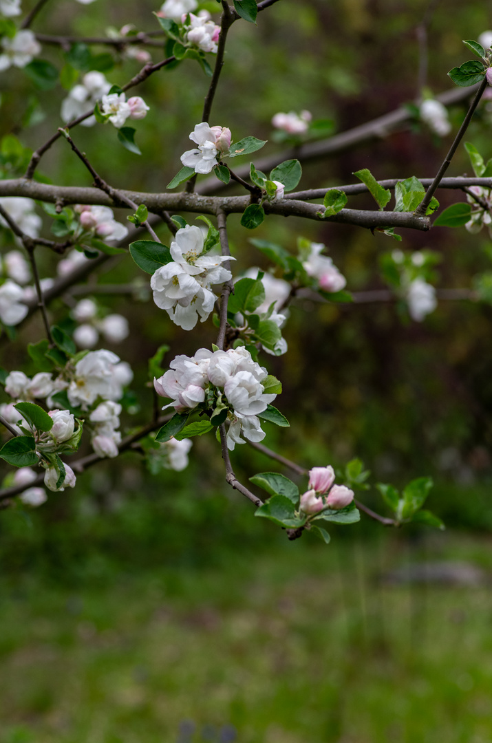 Im Garten blüht es - trotz der Kälte