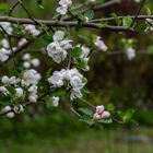 Im Garten blüht es - trotz der Kälte