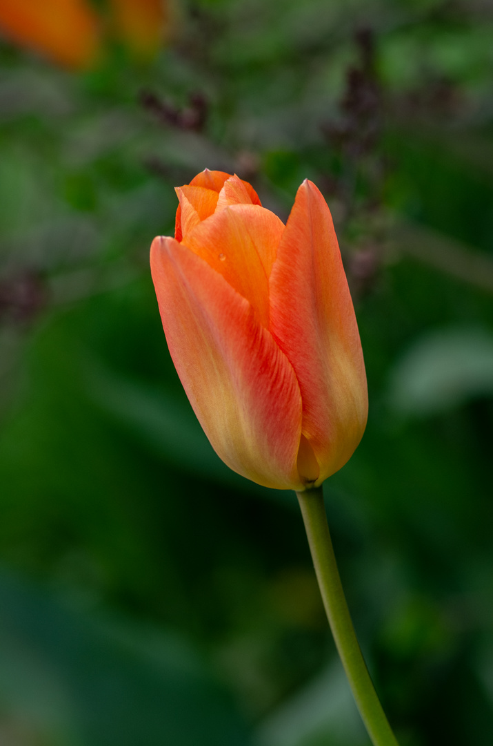 Im Garten blüht es - trotz der Kälte