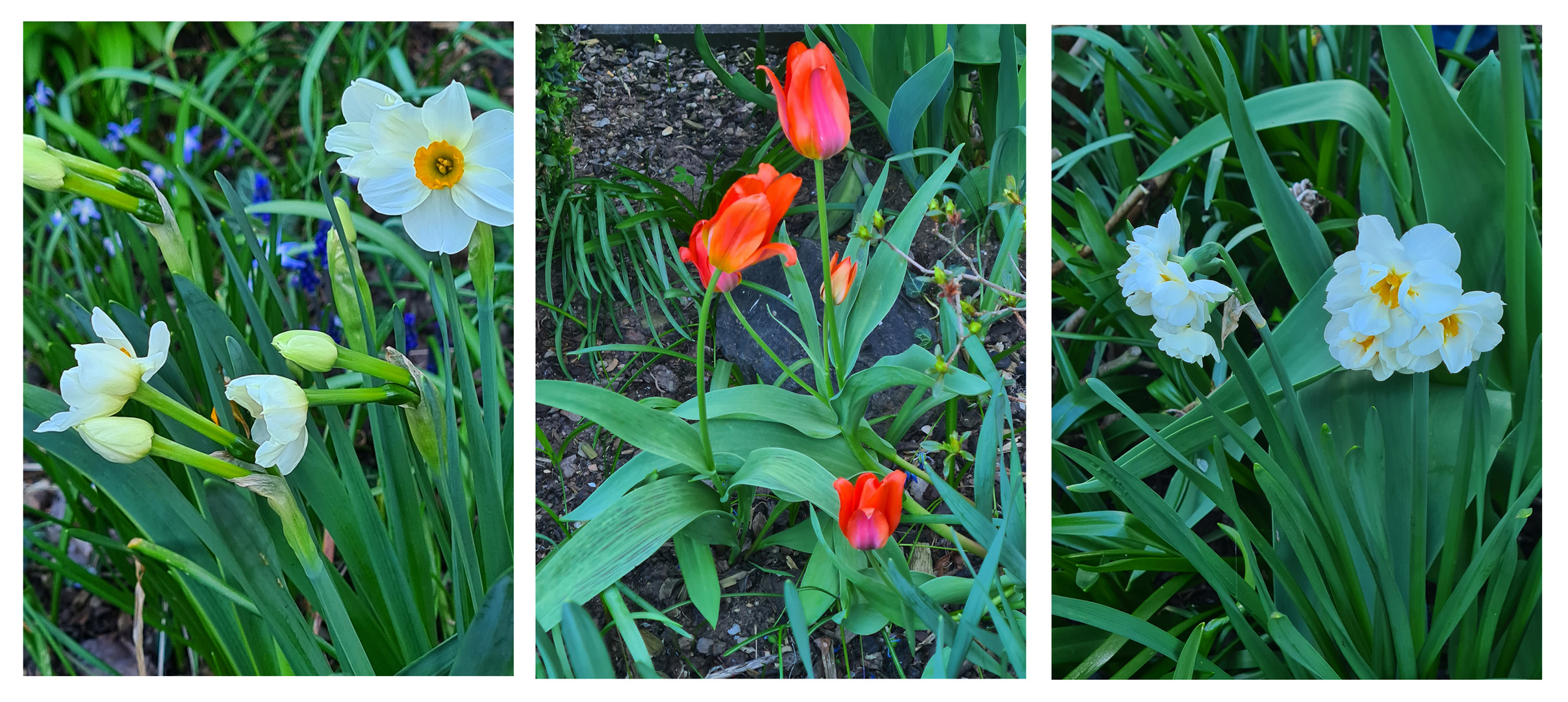 Im Garten blüht es überall...