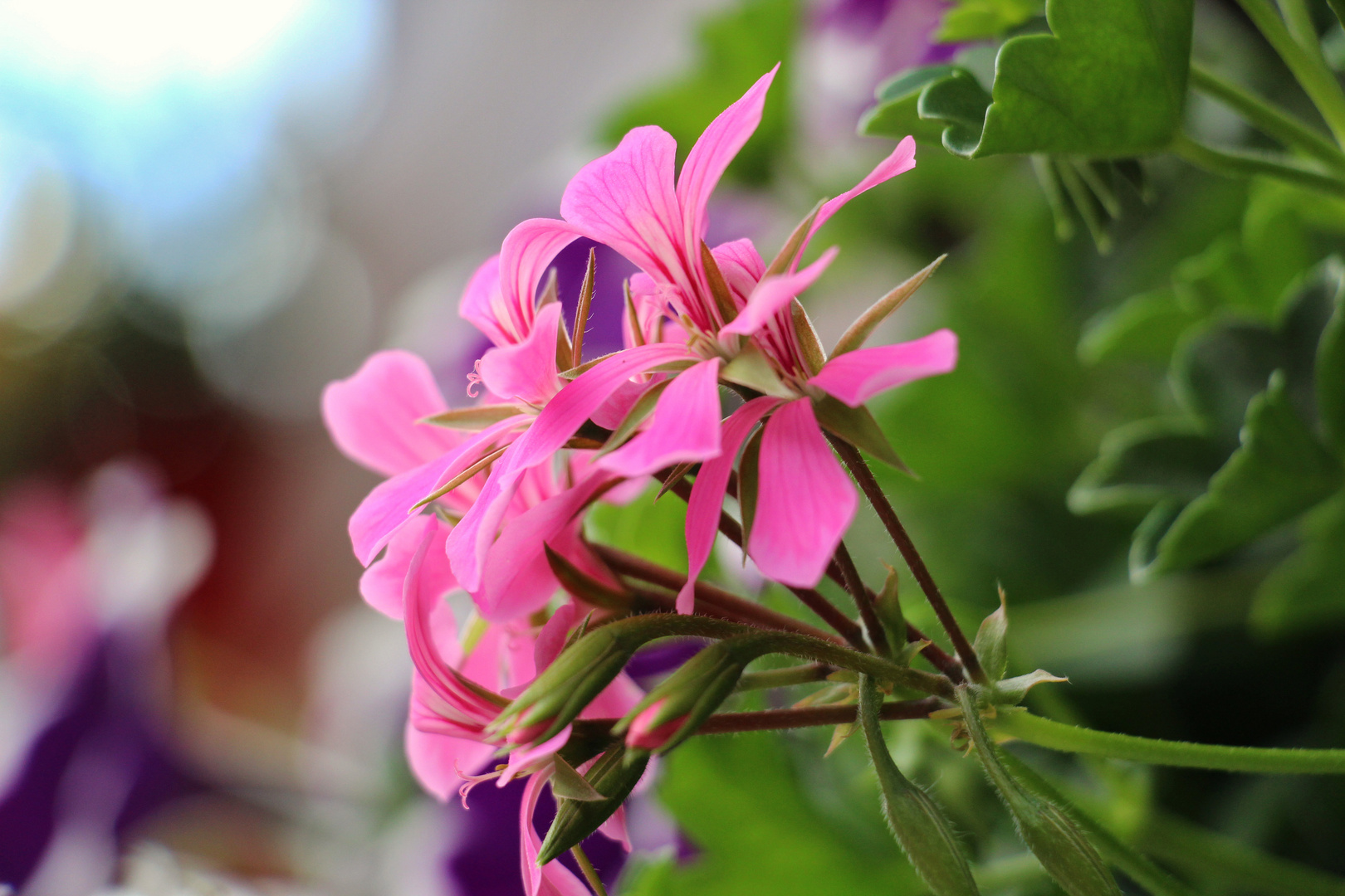 Im Garten blühts!