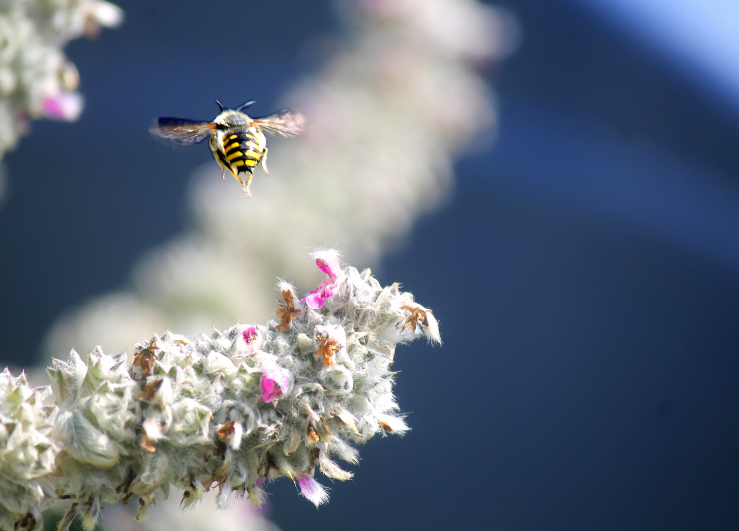 Im Garten