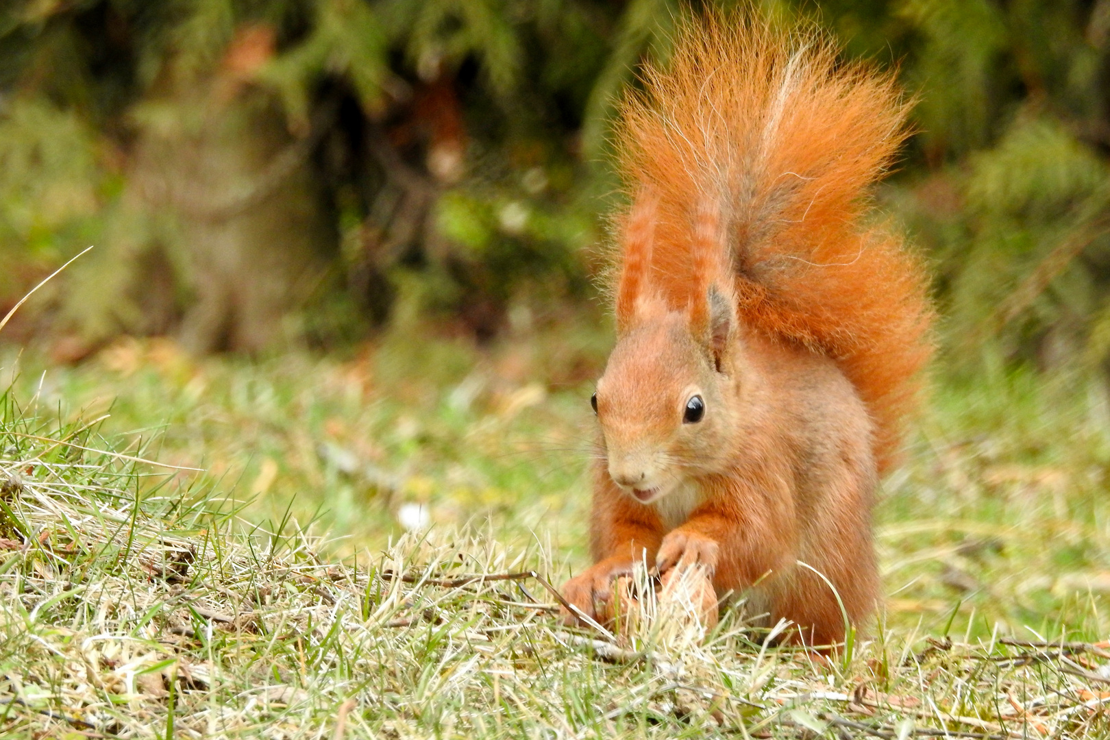 im Garten Foto & Bild tiere, wildlife, säugetiere Bilder