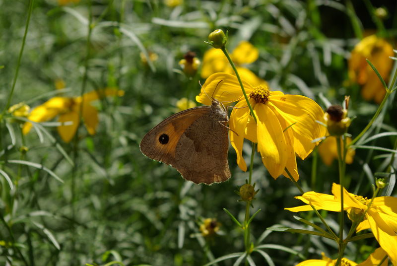 Im Garten ...