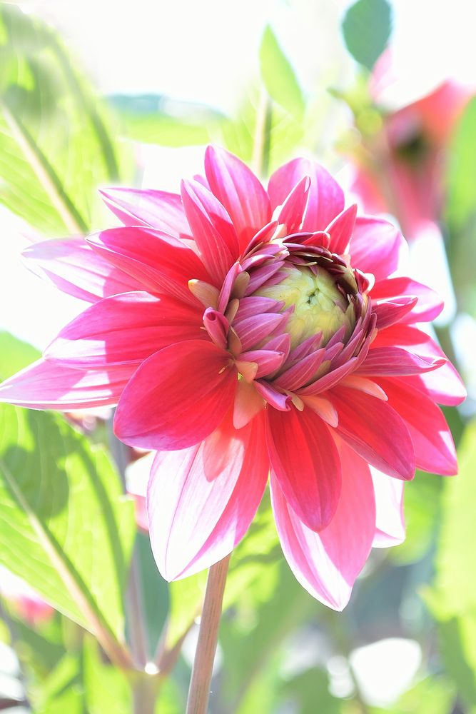 im Garten Foto & Bild | pflanzen, pilze & flechten, natur ...