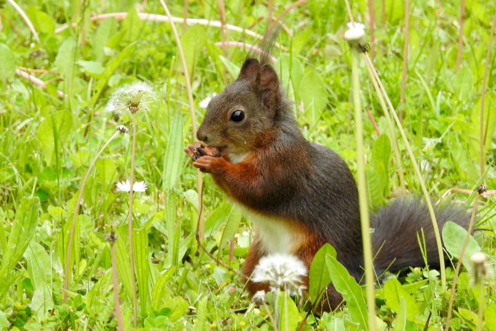 im Garten Foto & Bild eichhörnchen, mai, nager Bilder