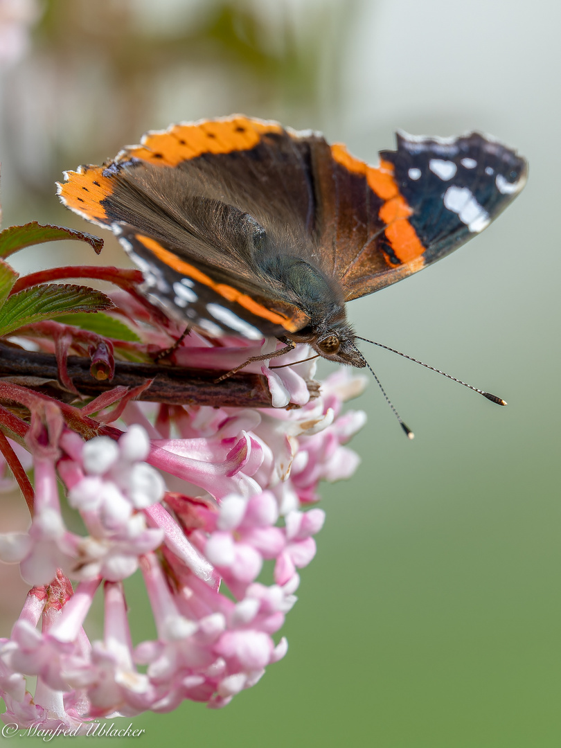 Im Garten ...