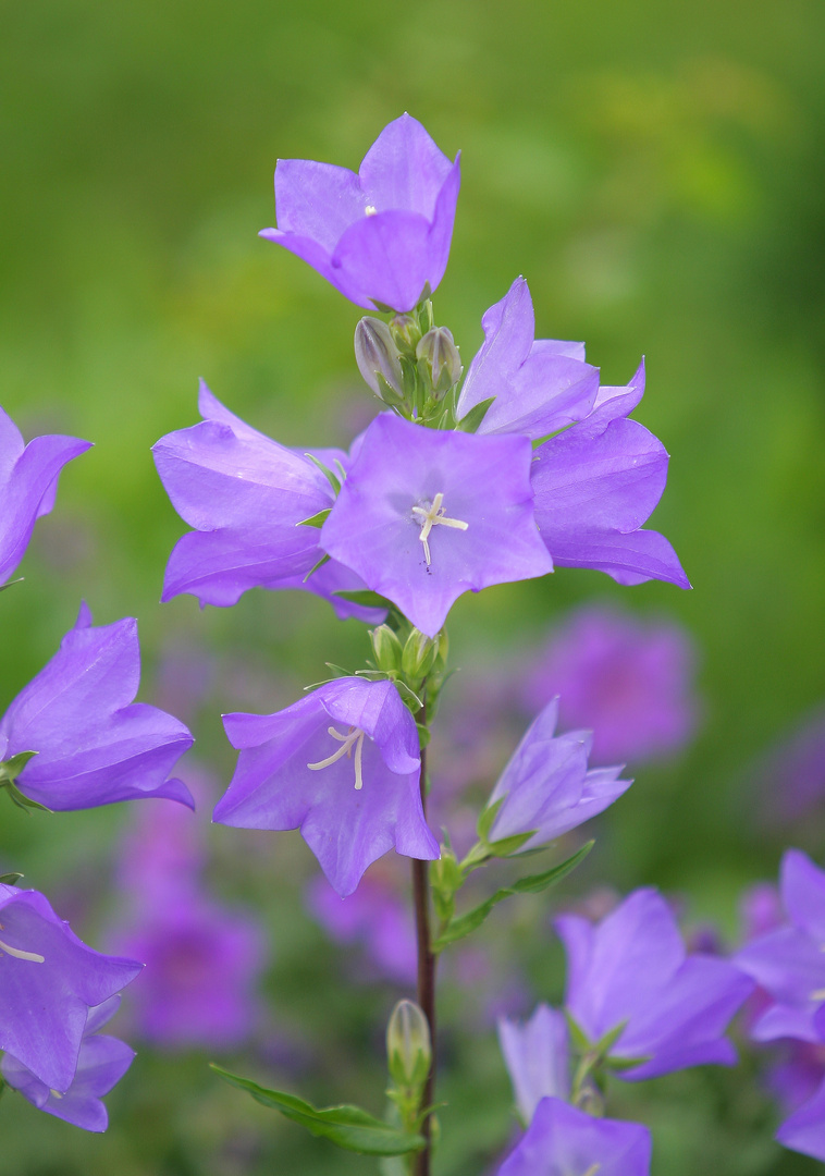 Im garten daheim