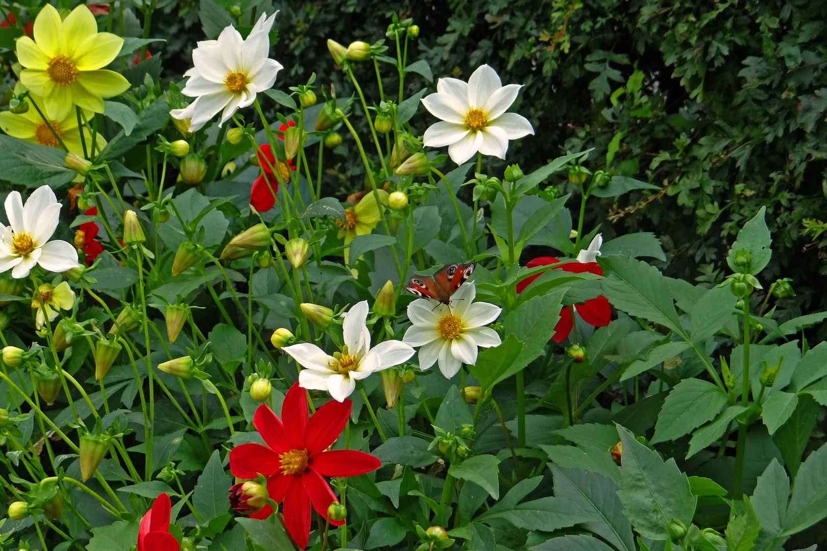 im Garten der Emil-Nolde-Stiftung