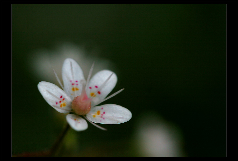 im garten der feen...