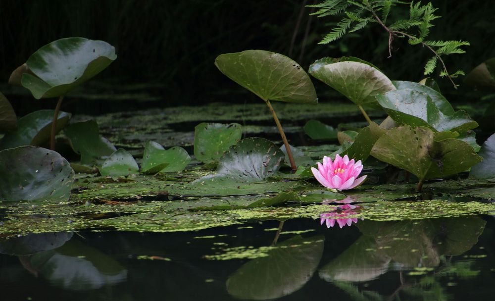 im Garten der Frösche