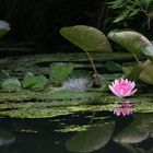 im Garten der Frösche