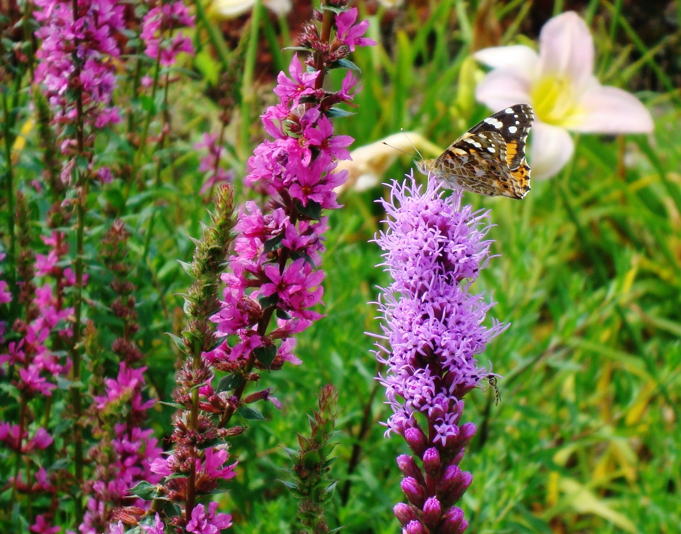 Im Garten der Lüste....