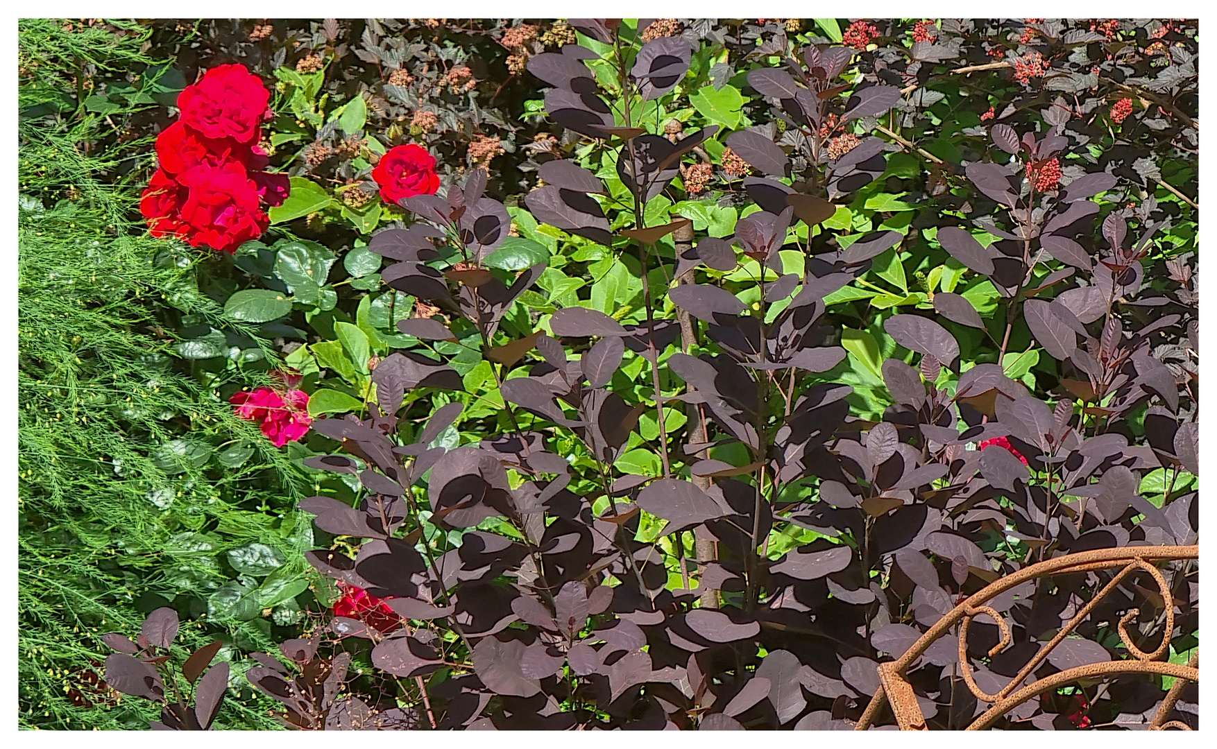 Im Garten der Mietwohnung in Amrum