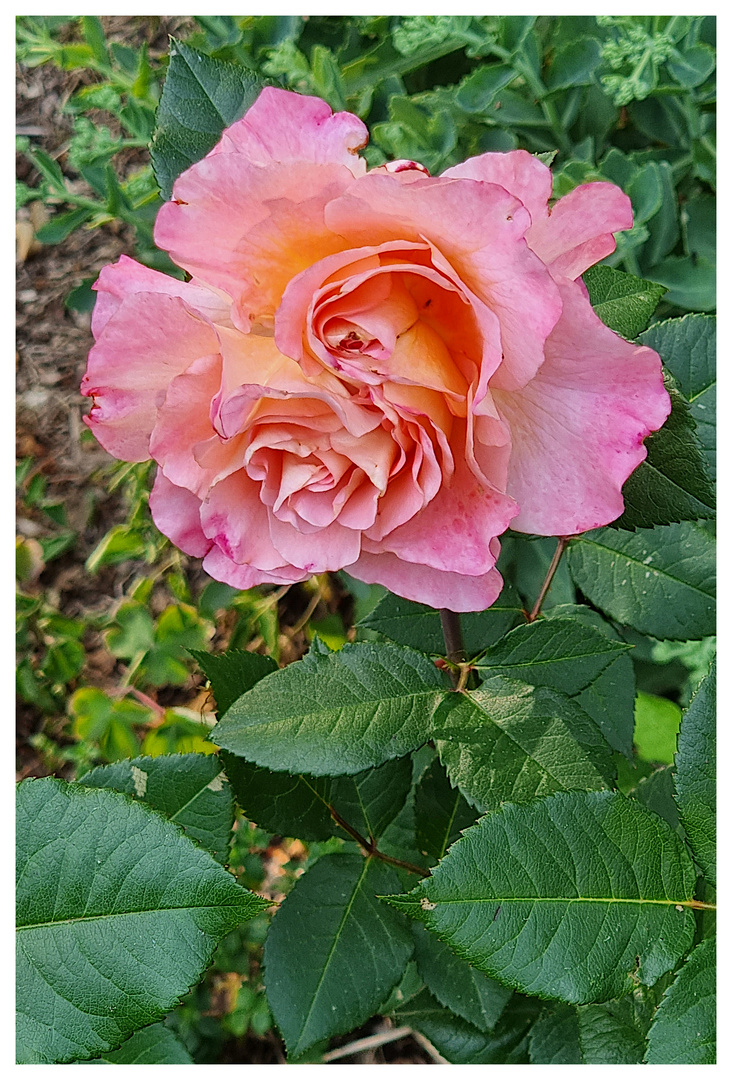 Im Garten der Mietwohnung in Amrum