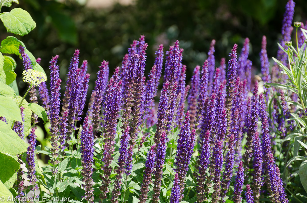 Im Garten der Nachbarn