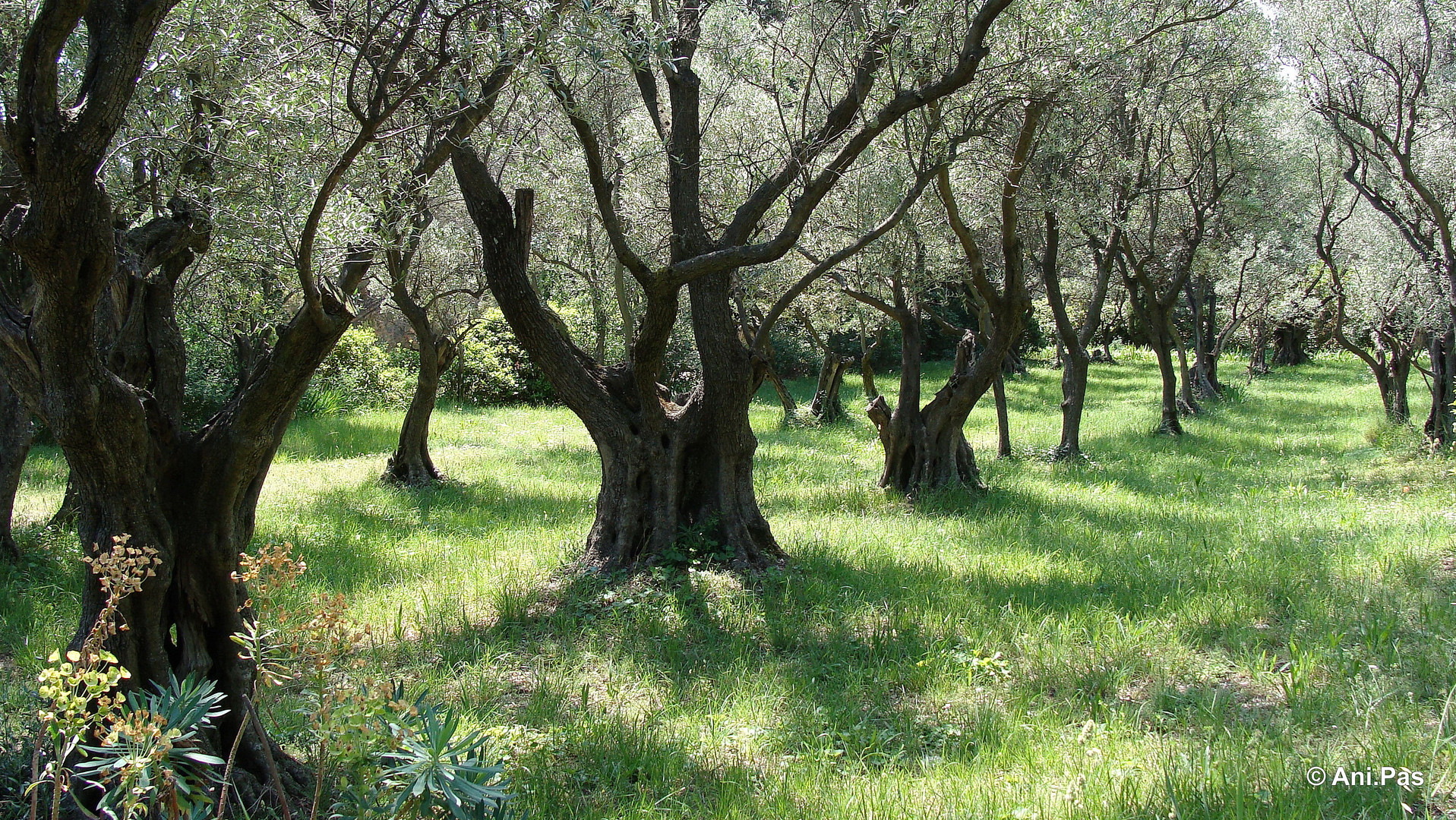 Im Garten der Päpste - Villeneuve les Avignon - Provence