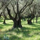 Im Garten der Päpste - Villeneuve les Avignon - Provence