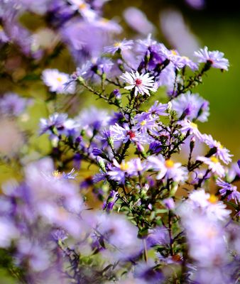 im Garten der Parkanlage