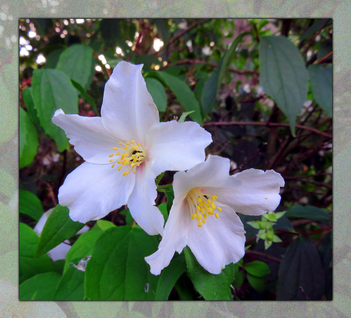 im Garten der Pastorin ... 