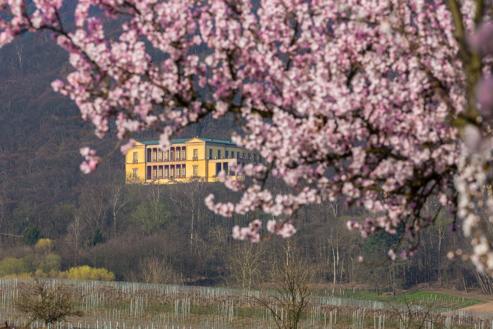 Im Garten der Pfalz .....