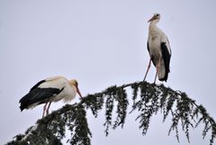 Im Garten, der Rastplatz für Störche