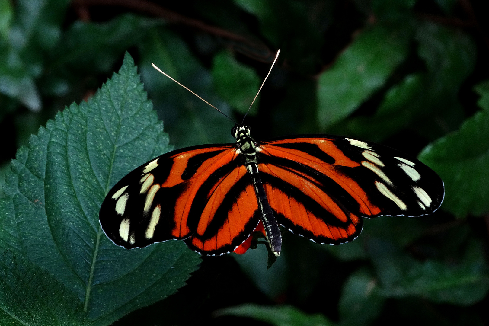 Im Garten der Schmetterling Bendorf-Sayn (2)