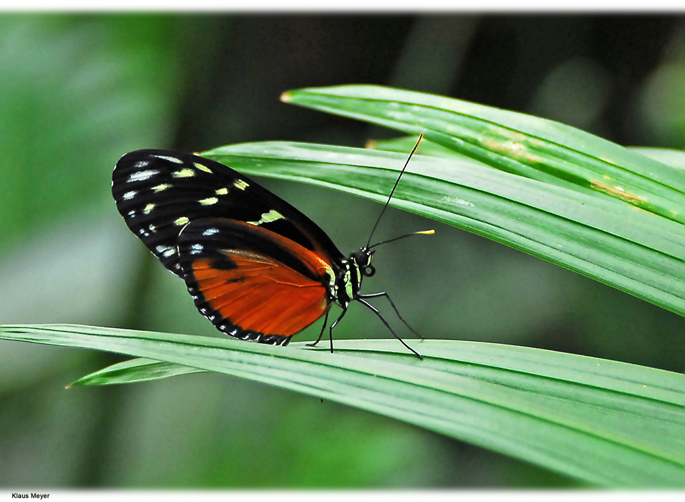 Im Garten der Schmetterlinge Foto & Bild tiere, zoo, wildpark