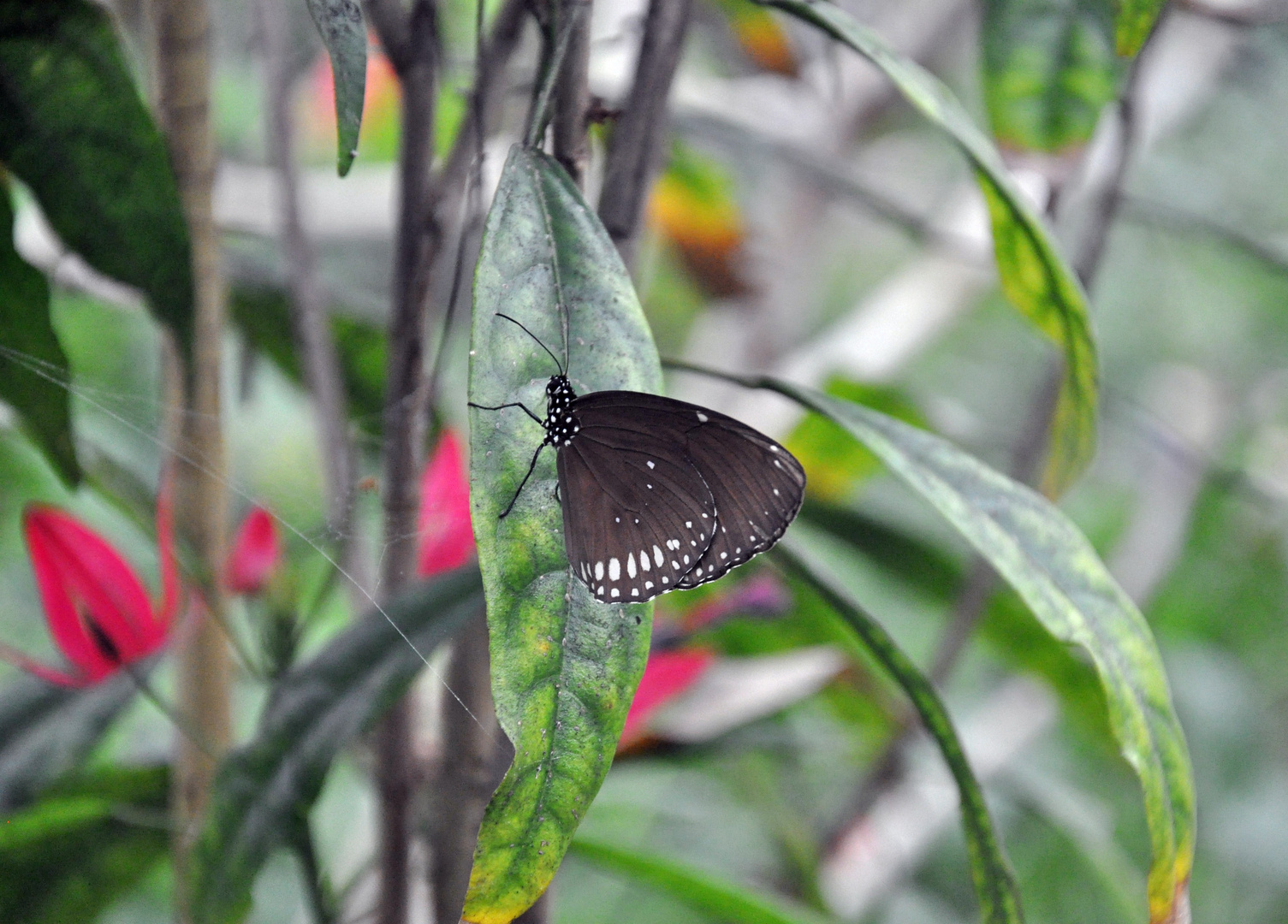 Im Garten der Schmetterlinge 1