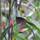 Im Garten der Schmetterlinge 1