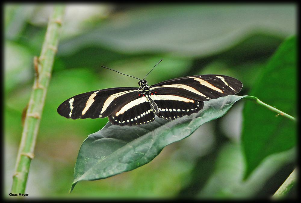 Im Garten der Schmetterlinge 4 Foto & Bild tiere, zoo, wildpark