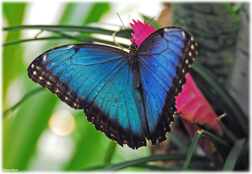 Im Garten der Schmetterlinge 6 Foto & Bild tiere, zoo, wildpark