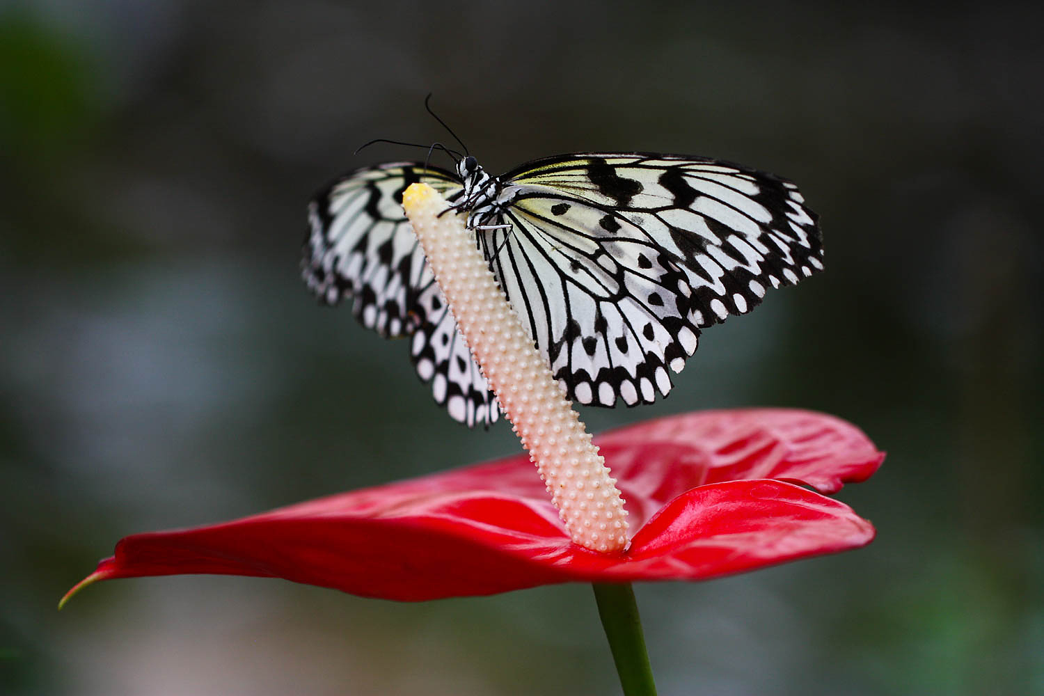 Im Garten der Schmetterlinge