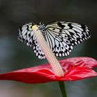 Im Garten der Schmetterlinge