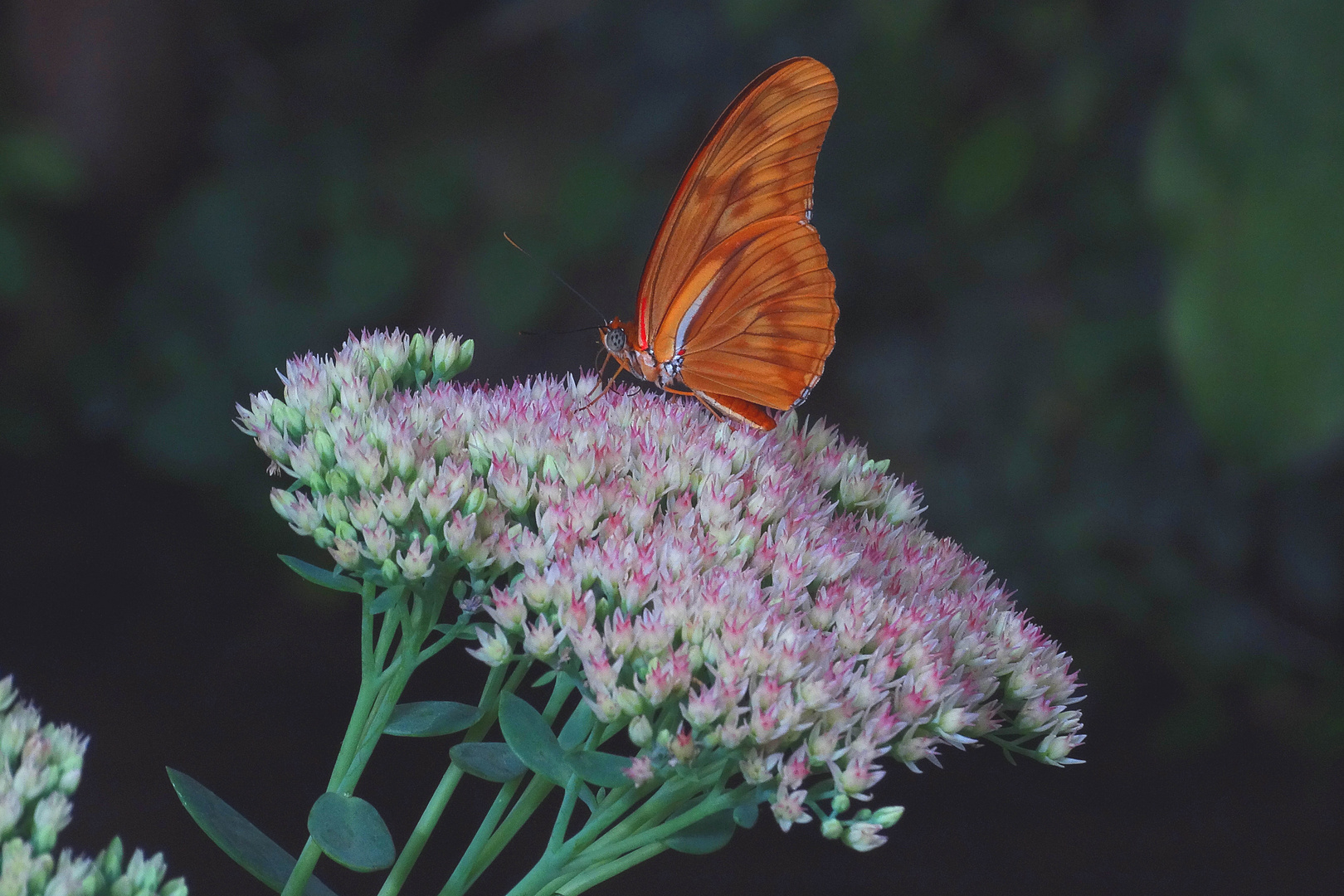 Im Garten der Schmetterlinge Bendorf-Sayn (3)