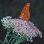 Im Garten der Schmetterlinge Bendorf-Sayn (3)