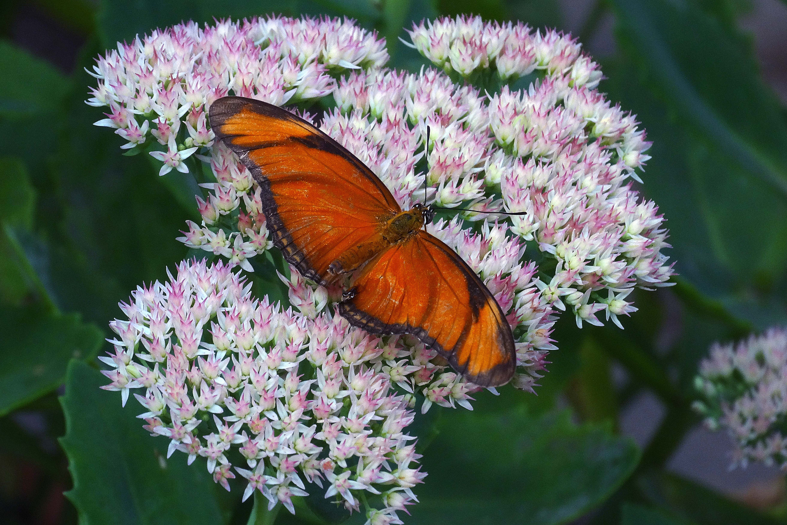 Im Garten der Schmetterlinge Bendorf-Sayn