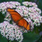 Im Garten der Schmetterlinge Bendorf-Sayn