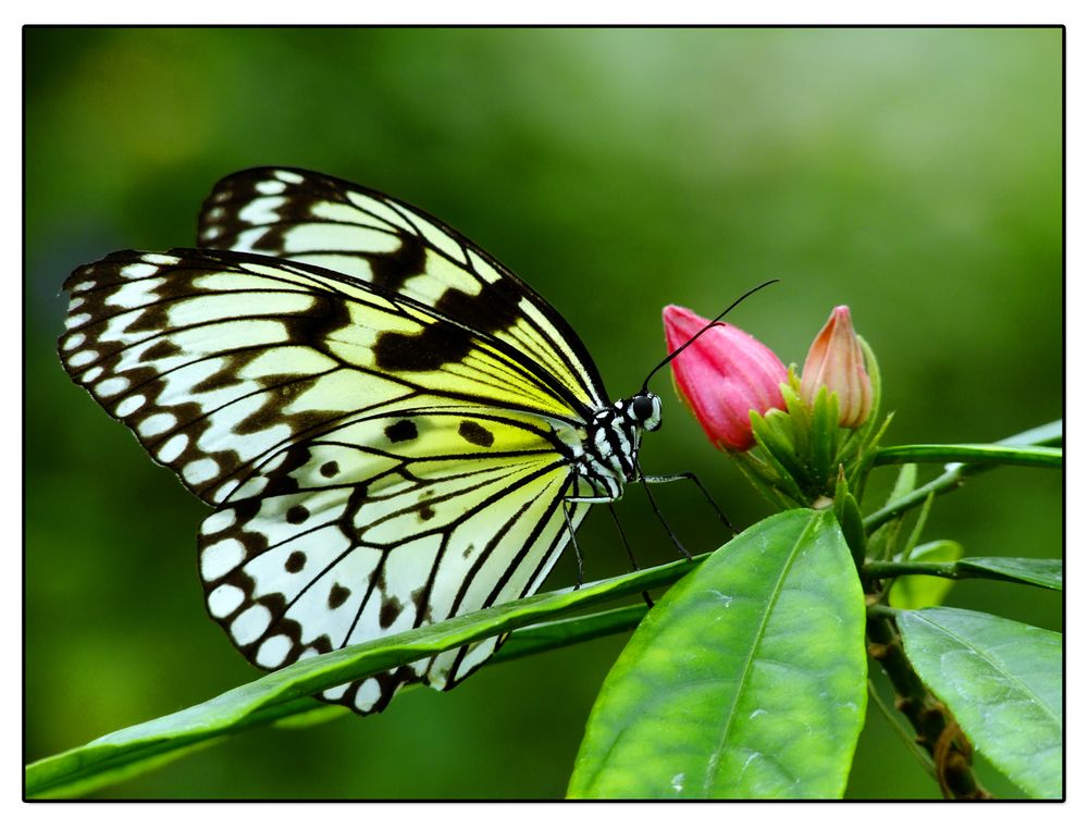 Im Garten der Schmetterlinge Foto & Bild makro, natur, blüten Bilder