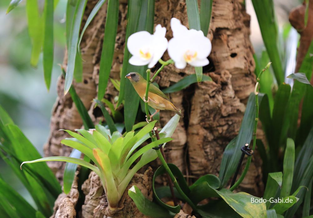 Im Garten der Schmetterlinge