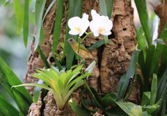 Im Garten der Schmetterlinge