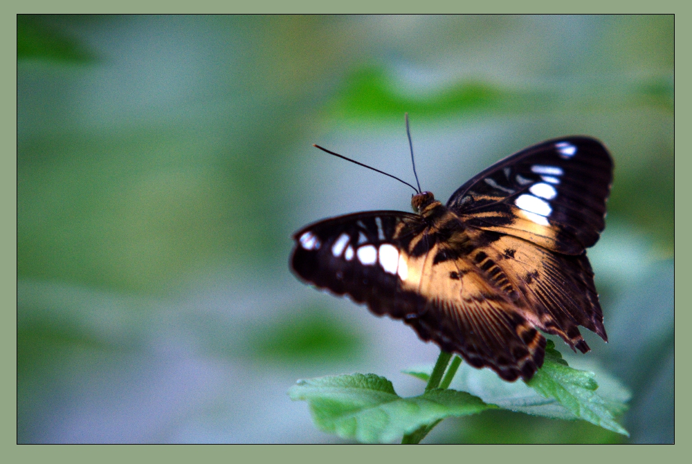 im Garten der Schmetterlinge in Sayn Foto & Bild tiere, zoo, wildpark